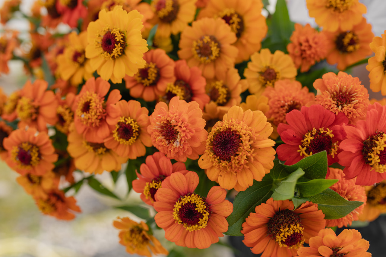 Pruudisõlg Zinderella Orange, Loukykvět