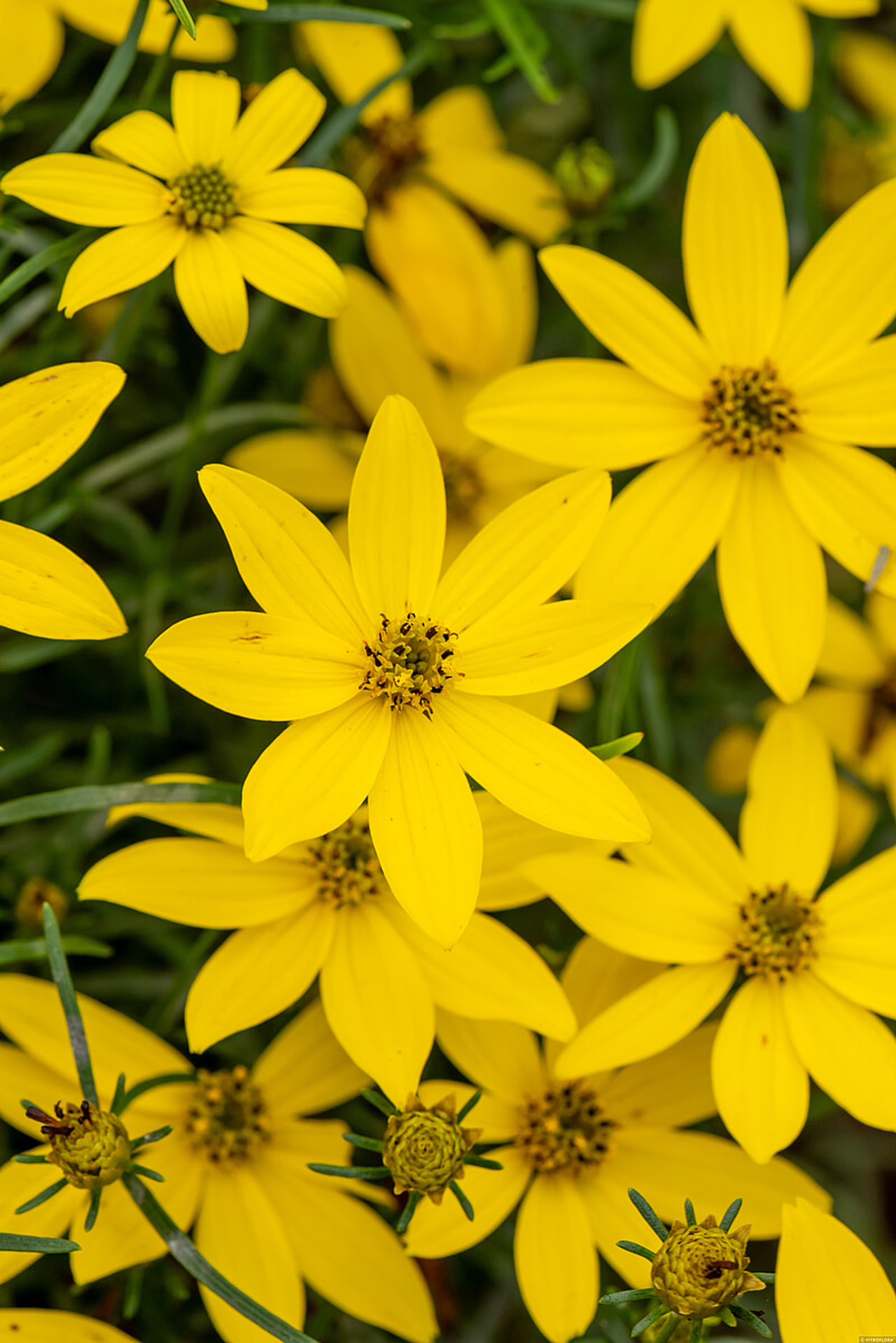 Krásnoočko Zagreb, Loukykvět