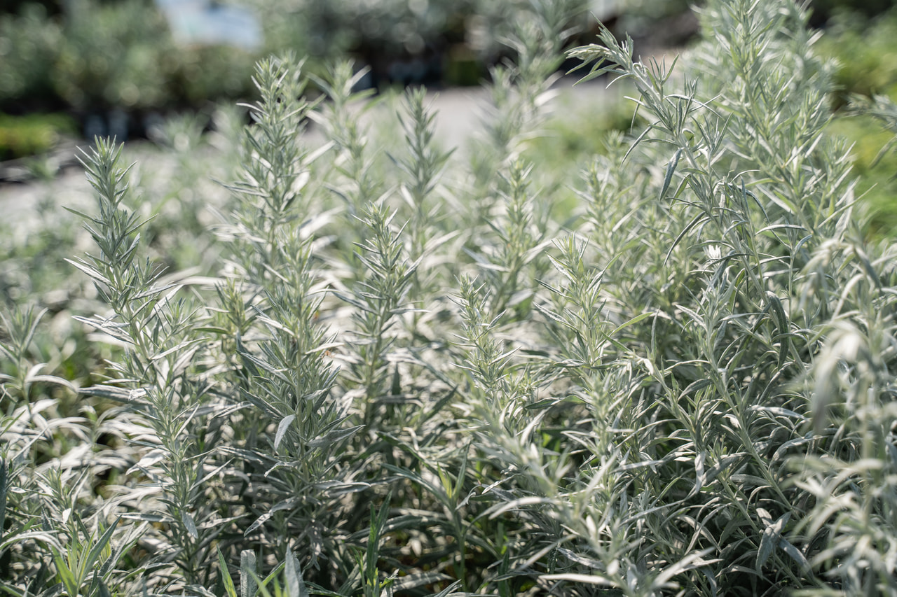 Artemisa Silver Queen, Loukykvět