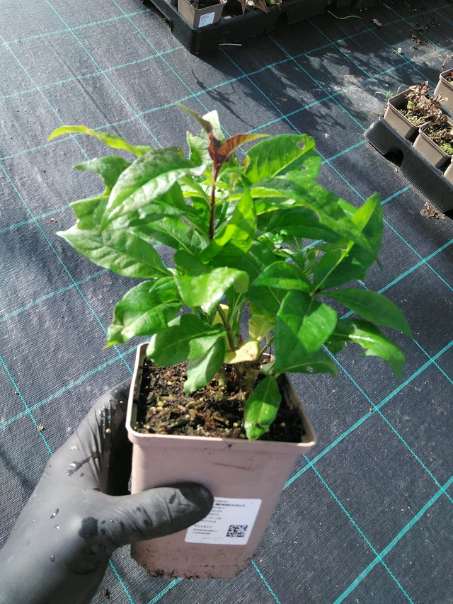 Leimu Minnehaha - 31. 10. 2025