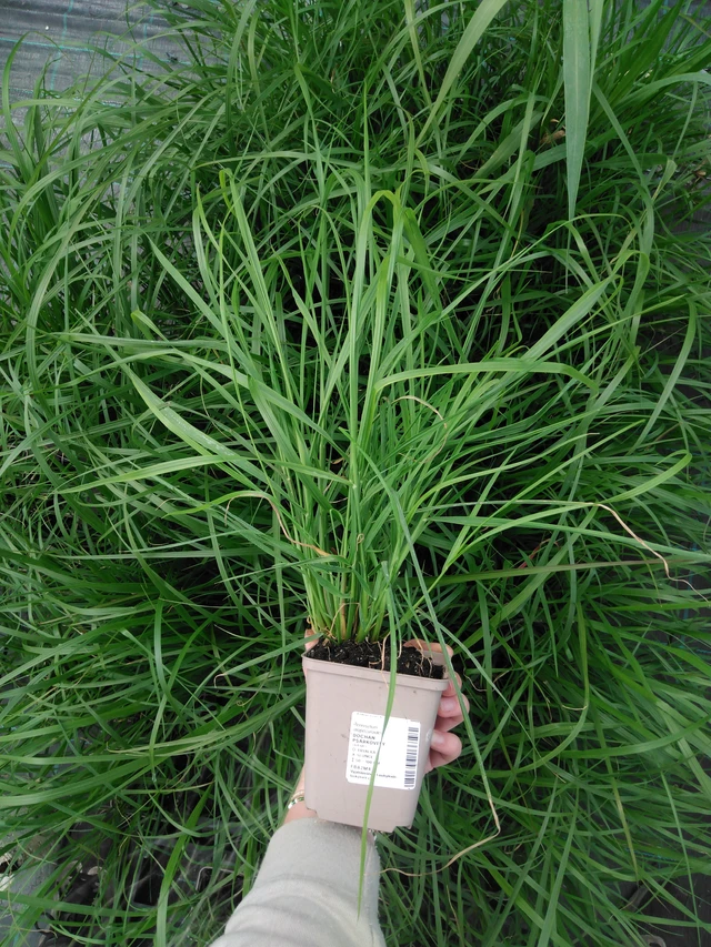 Dochan psárkovitý - 2024