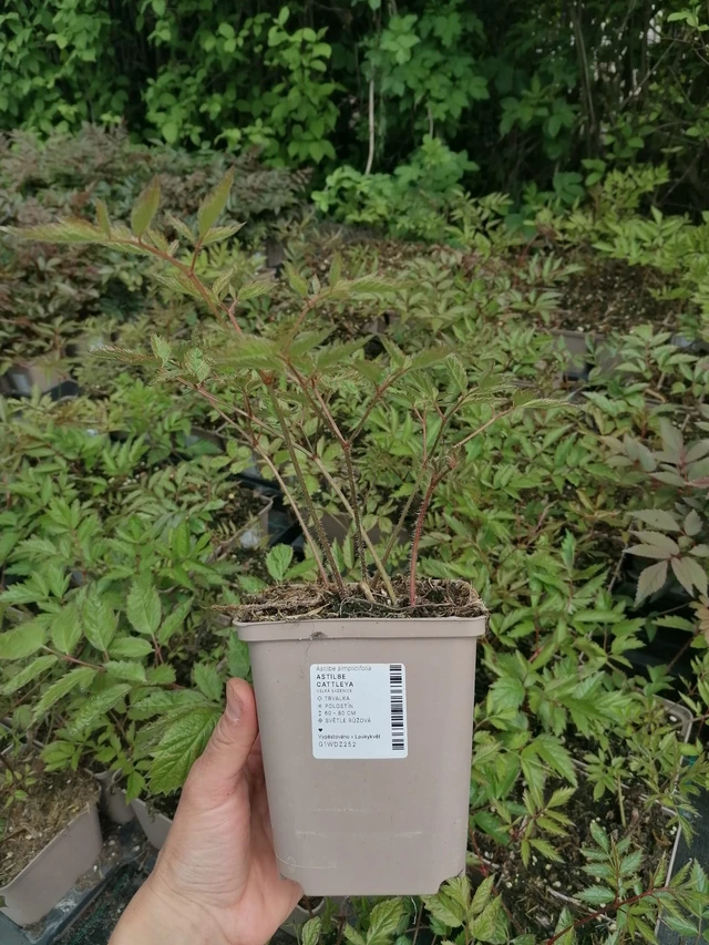 Jaloangervo Cattleya - 2024