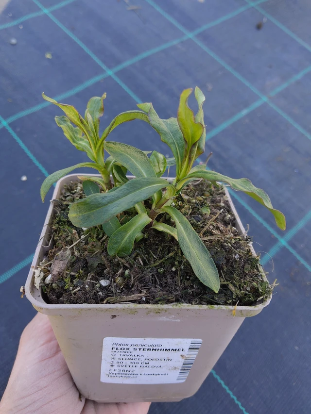 Leimu Sternhimmel - 27. 3. 2026