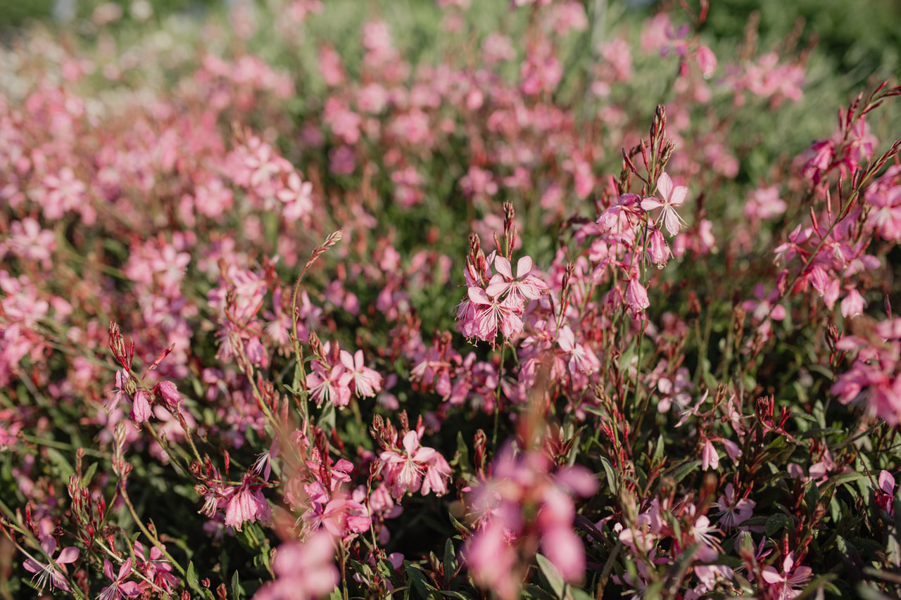Prachtkaars Siskiyou Pink, Loukykvět