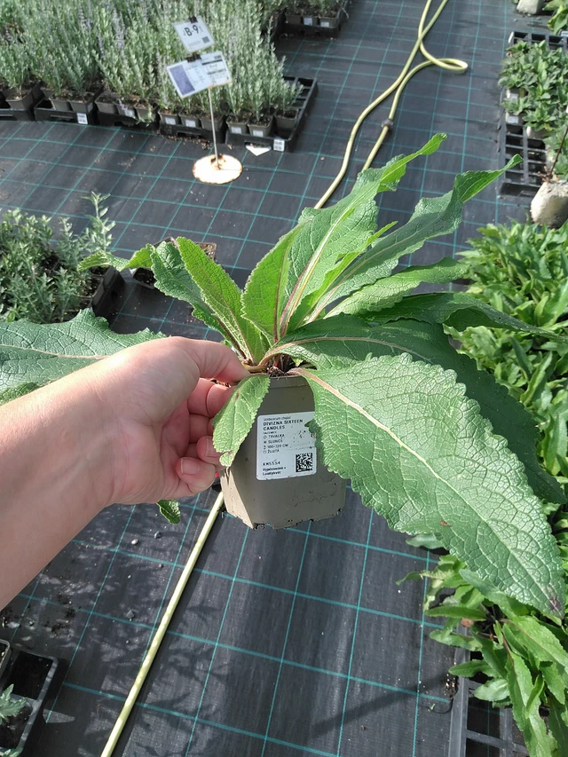 Gordolobo Sixteen Candles - 11. 7. 2025