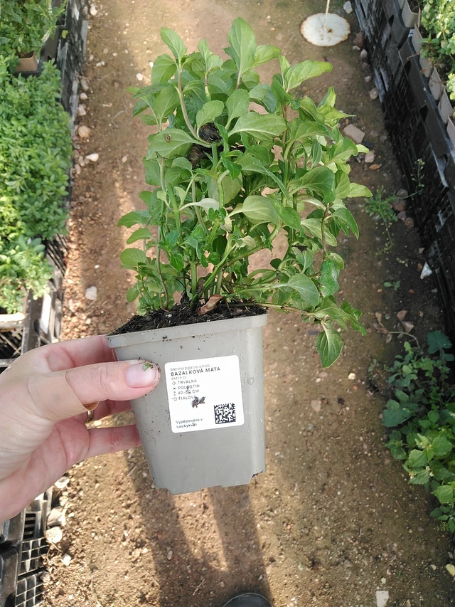 Basilikaminttu - 19. 8. 2025