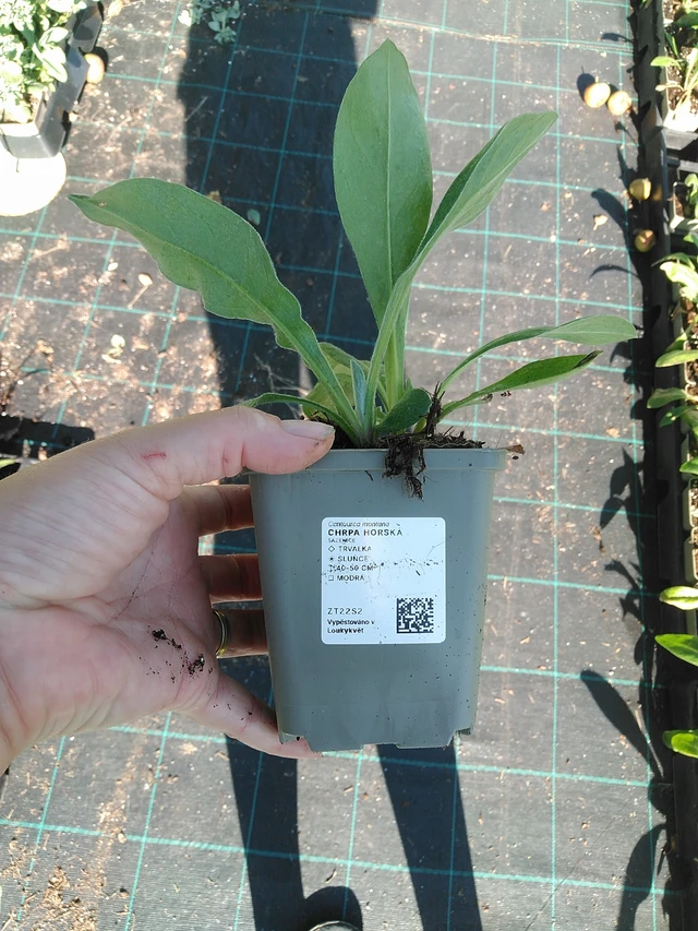 Vuorikaunokki - 19. 8. 2025