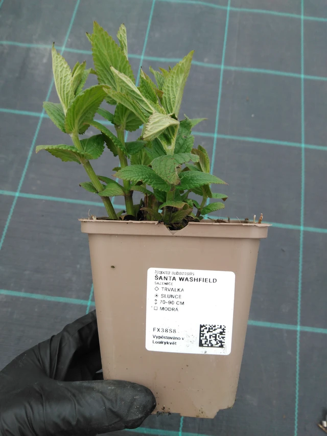 Kissanminttu Washfield - 1. 4. 2026