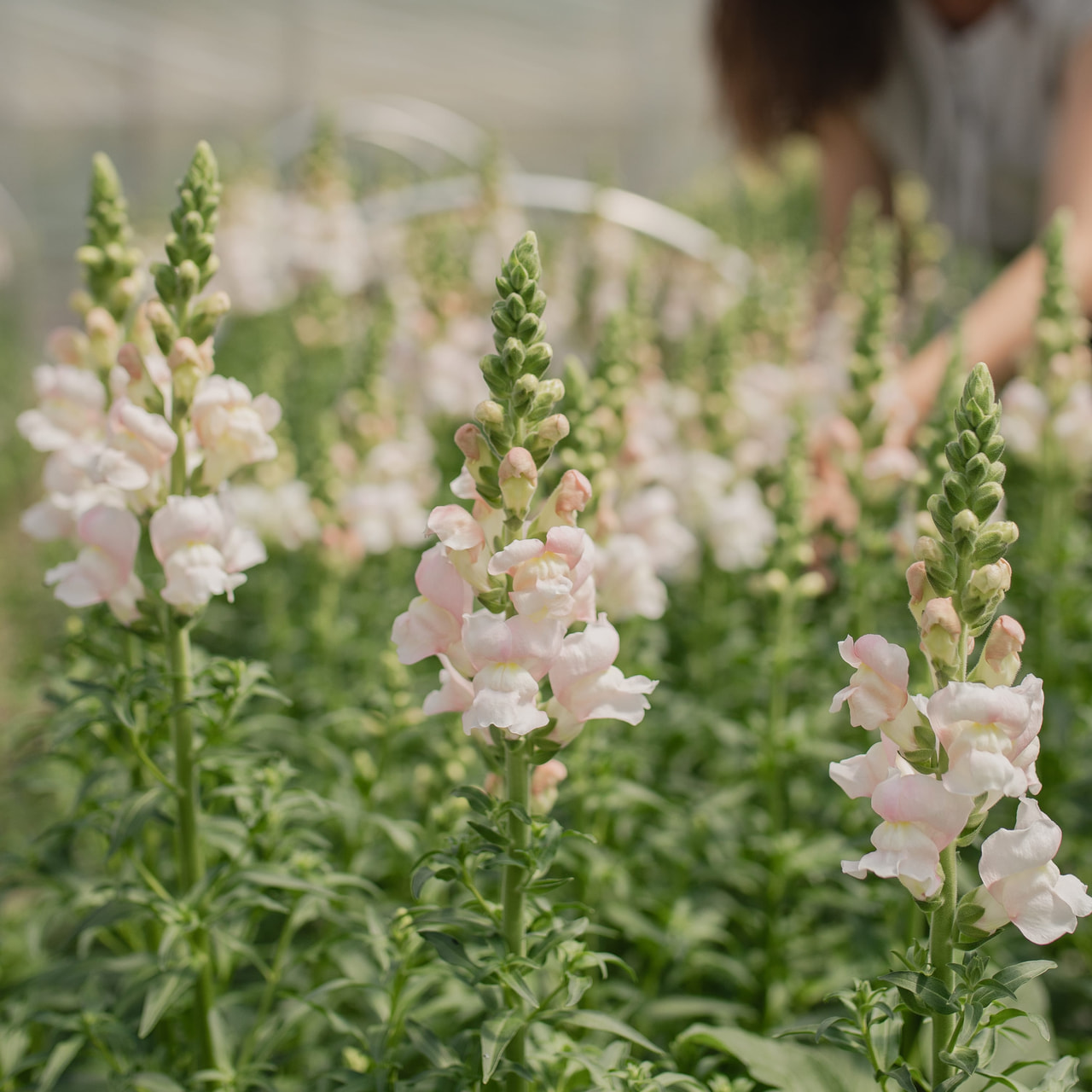 Leijonankita Costa Silver, Loukykvět