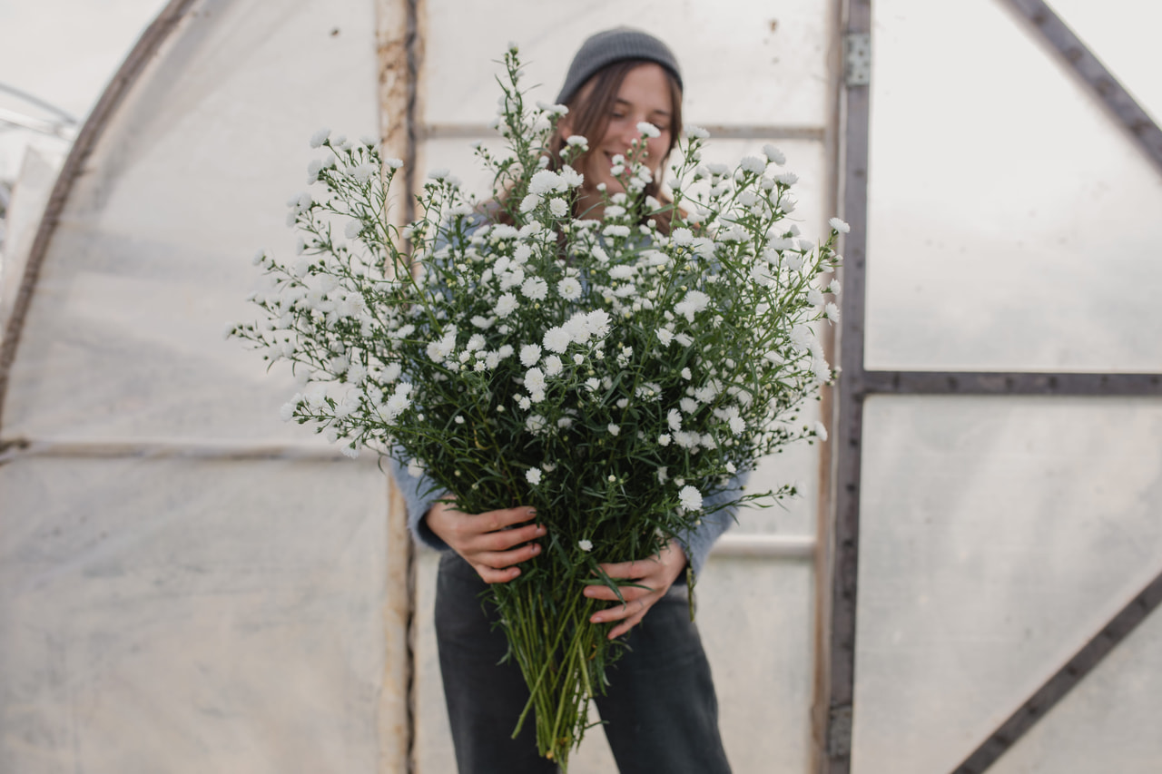 Asteri Cassy, Loukykvět