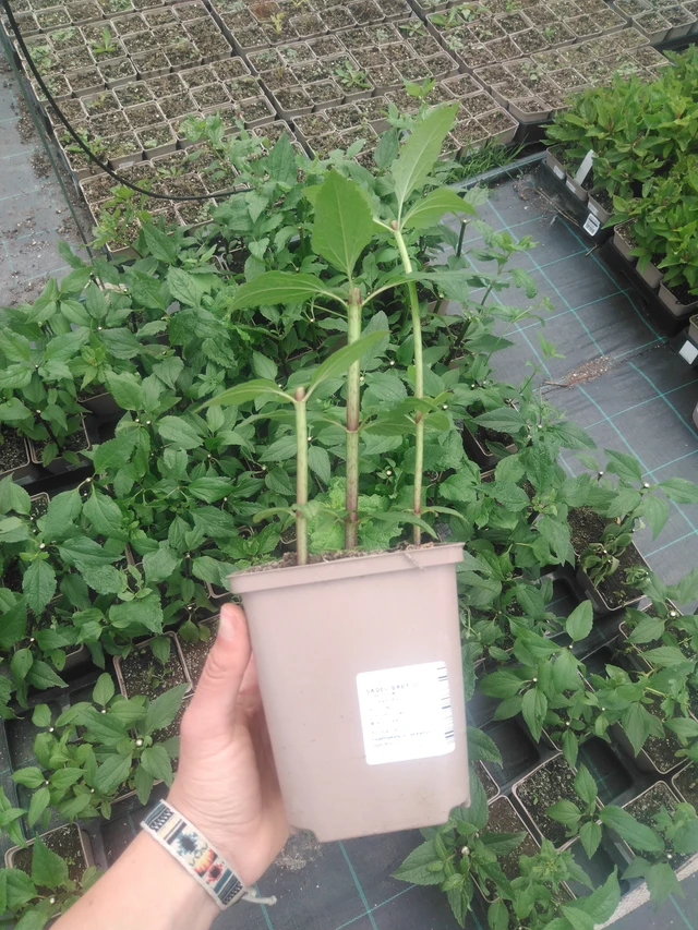 Punalatva Baby Joe - 2024