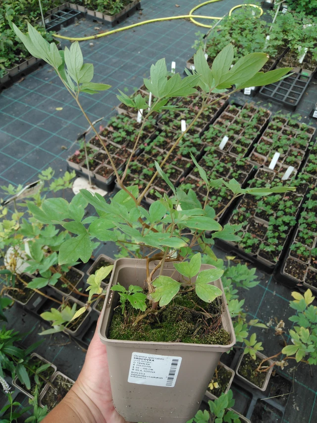 Särkynytsydän - 2024