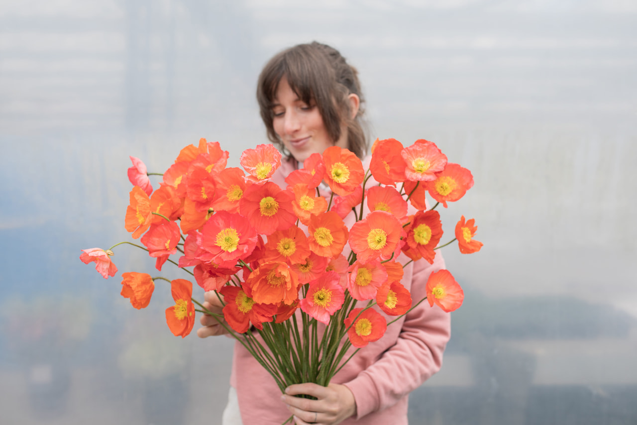 Amapola Champagne Bubbles Salmon Shades Mix, Loukykvět