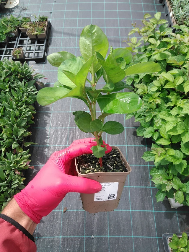 Valkoalpi - 29. 7. 2025