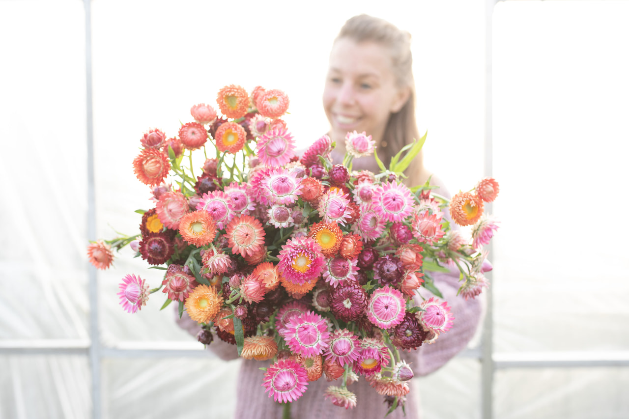 Olkikukka Berries & Fruits Mix, Loukykvět