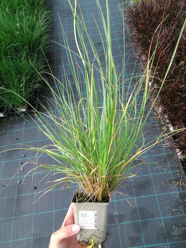 Dochan psárkovitý - 28. 7. 2025