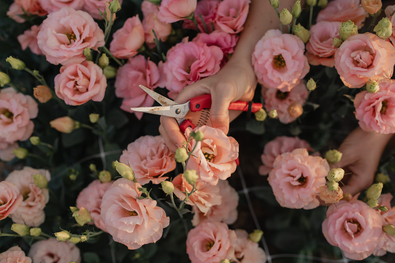 Lisianthus Arena 3 Apricot, Loukykvět