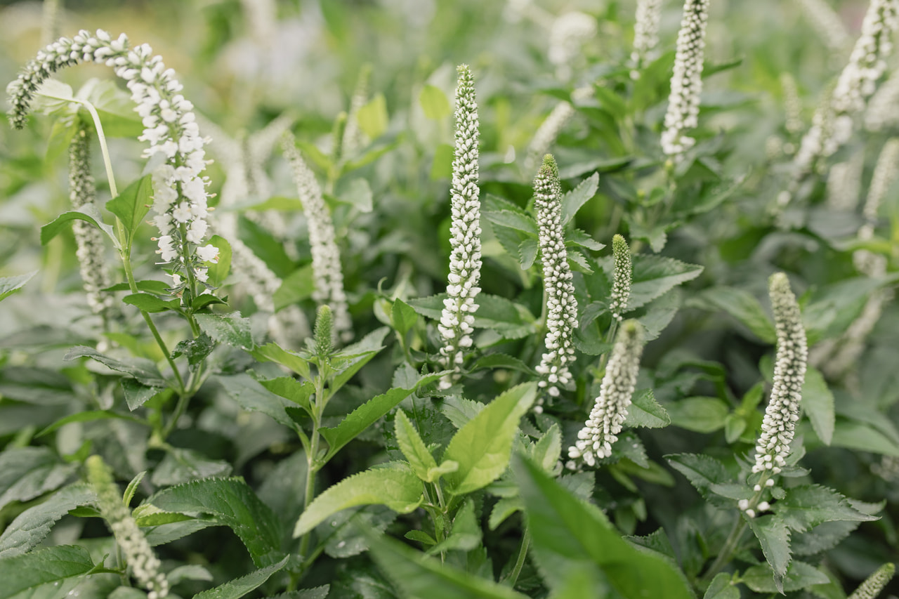 Tädyke Skyler White, Loukykvět