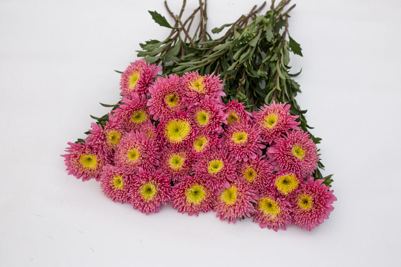 China aster Benary’s Princess Salmon, Loukykvět