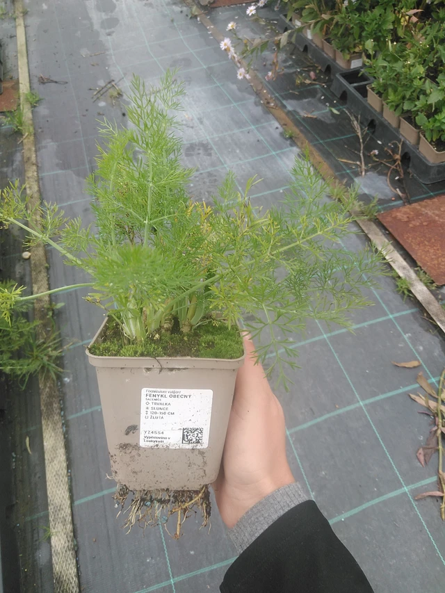 Hinojo - 10. 10. 2025