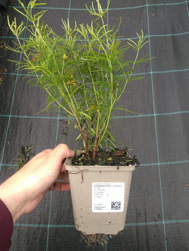 Krásnoočko Zagreb - 11. 7. 2025