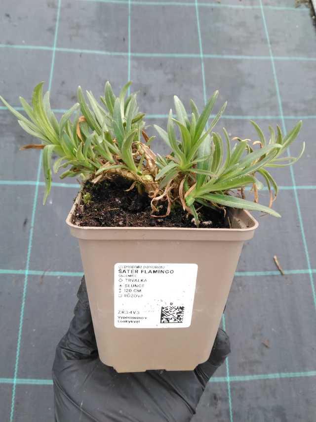 Morsiusharso Flamingo - 1. 4. 2026