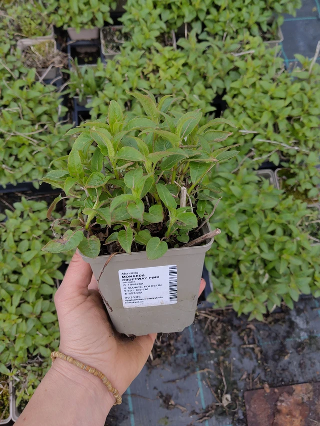 Väriminttu Croftway Pink - 21. 4. 2026