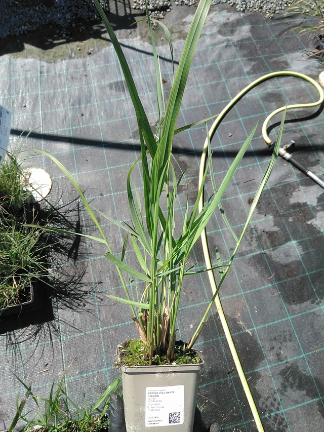 Panicum Squaw - 19. 8. 2025