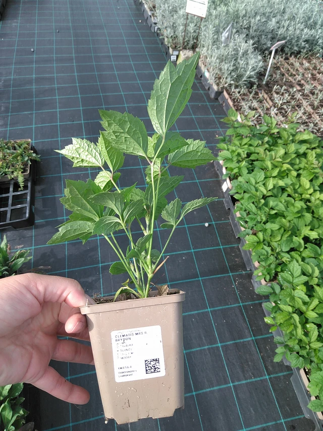 Kärhö Mrs R. Brydon - 11. 7. 2025