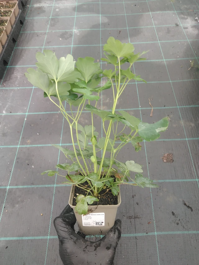 Lehtoakileija Nora Barlow - 4. 8. 2025