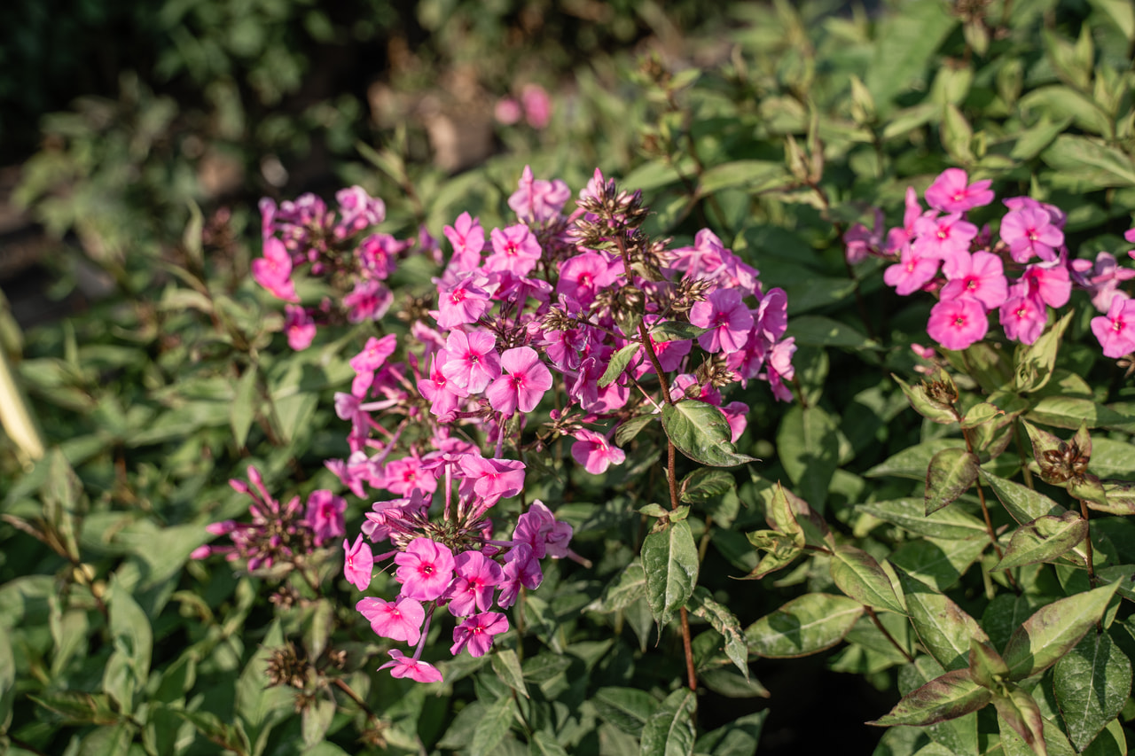 Leimu Winnetou, Loukykvět