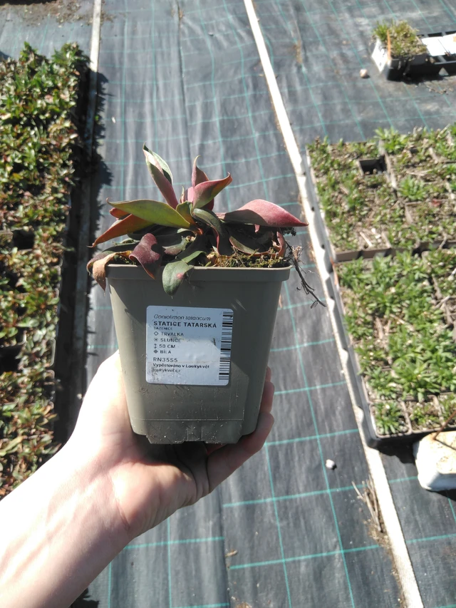 Limonium tataricum - 3. 4. 2025