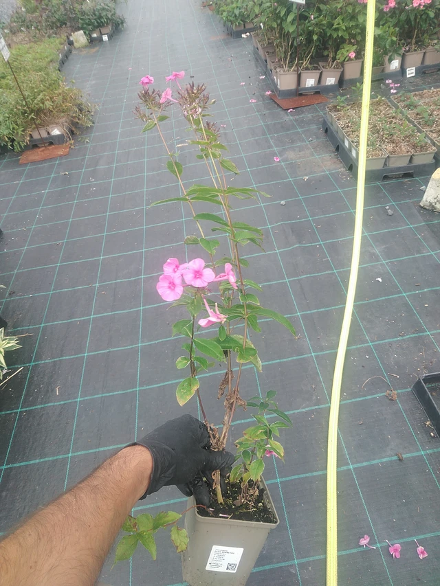 Leimu Winnetou - 10. 9. 2025