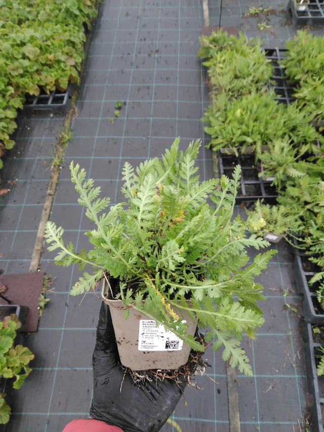 Siankärsämö Parkers Varietät - 23. 10. 2025