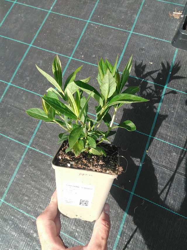 Leimu Franz Schubert - 24. 6. 2025