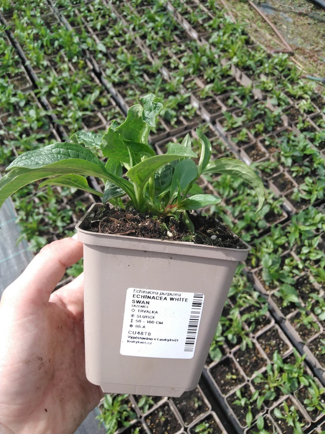 Echinacea White Swan - 2024