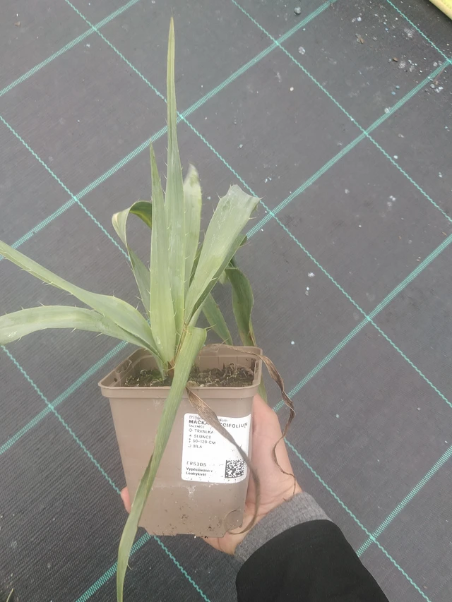 Piikkiputki yuccifolium - 10. 10. 2025