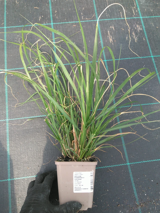 Sulkahirssi Cassian - 10. 7. 2025