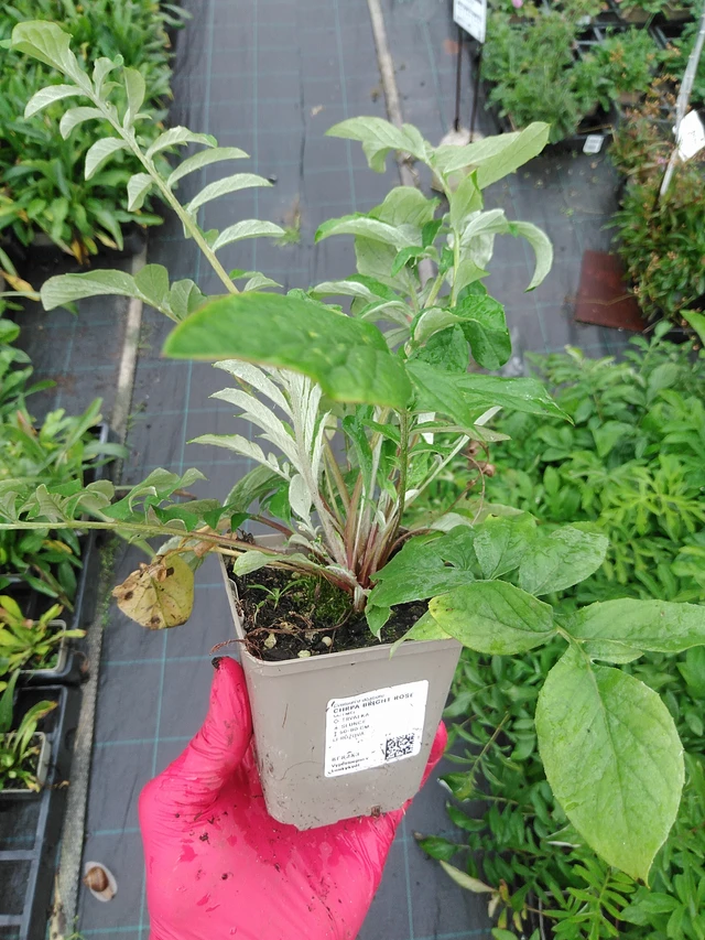 Ruiskaunokki Bright Rose - 29. 7. 2025