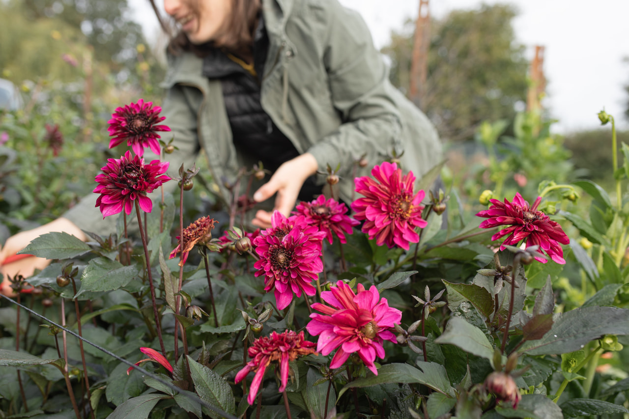 Daalia Purple Haze, Loukykvět