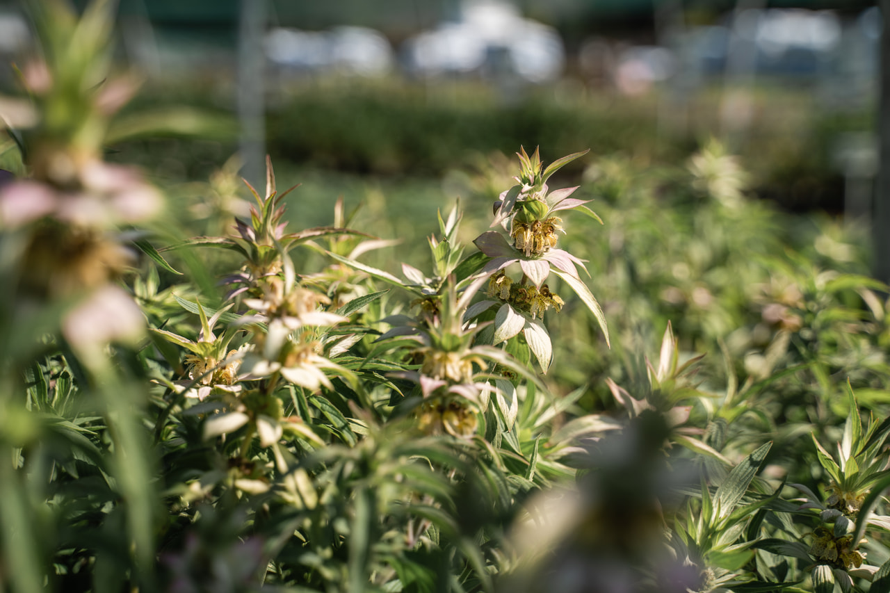 Monarda punctata, Loukykvět