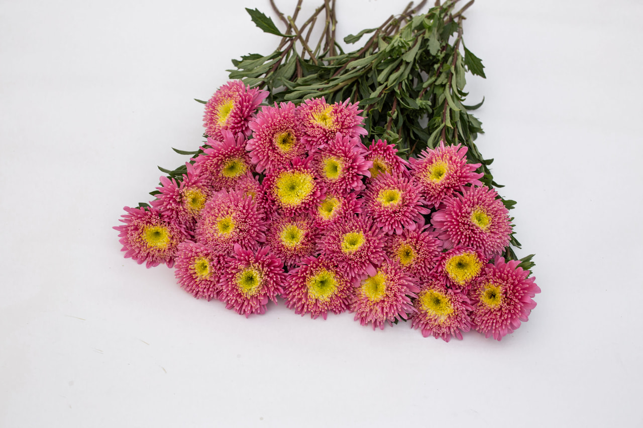 China aster Benary’s Princess Salmon, Loukykvět