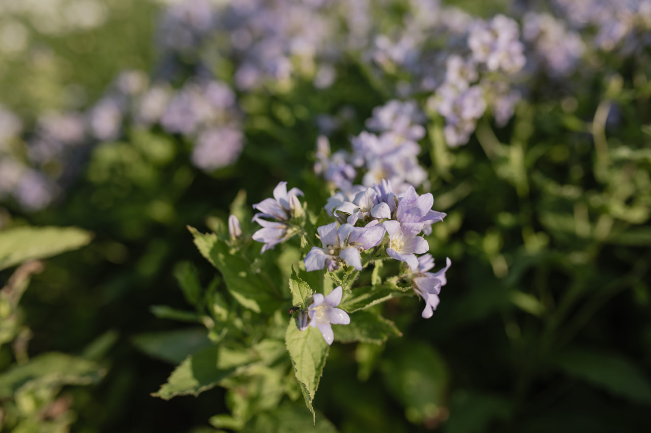 Maitokello Prichard's Var., Loukykvět