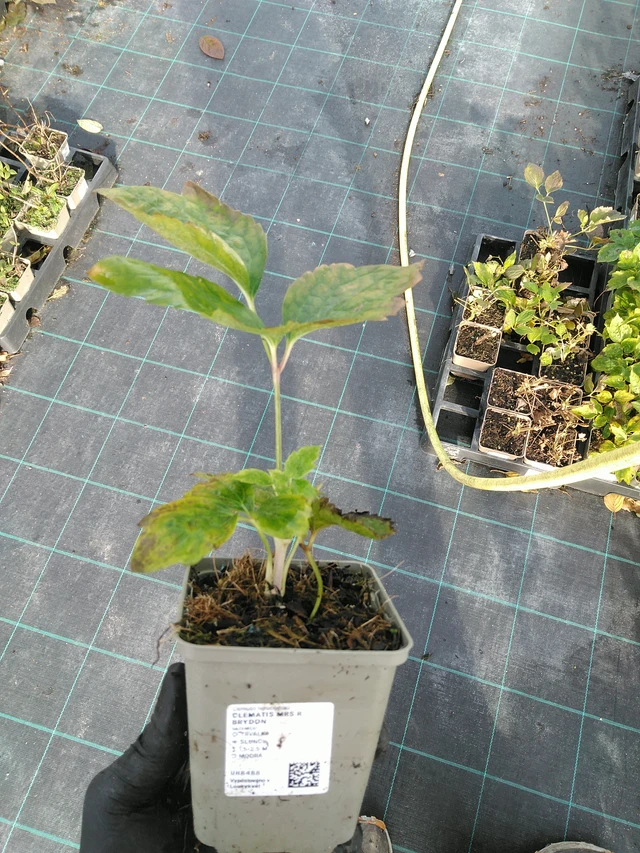 Kärhö Mrs R. Brydon - 31. 10. 2025