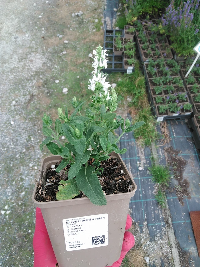 Salvia nemorosa Adrian - 7. 7. 2025