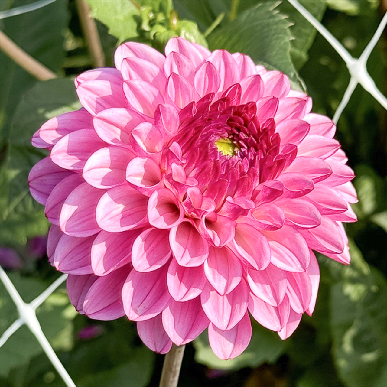 Daalia Chicago, Loukykvět