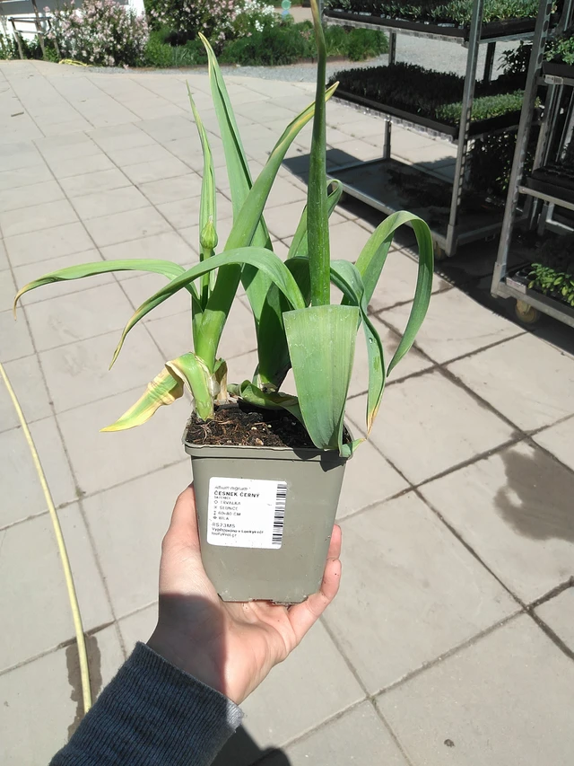 Mustalaukka - 15. 5. 2025