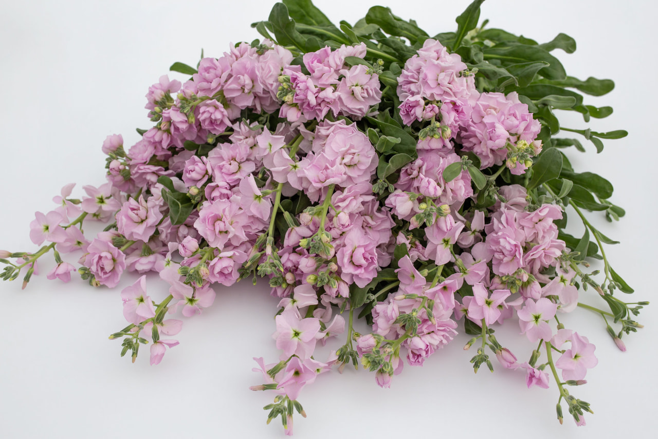 Stock Quartet Cherry, Loukykvět