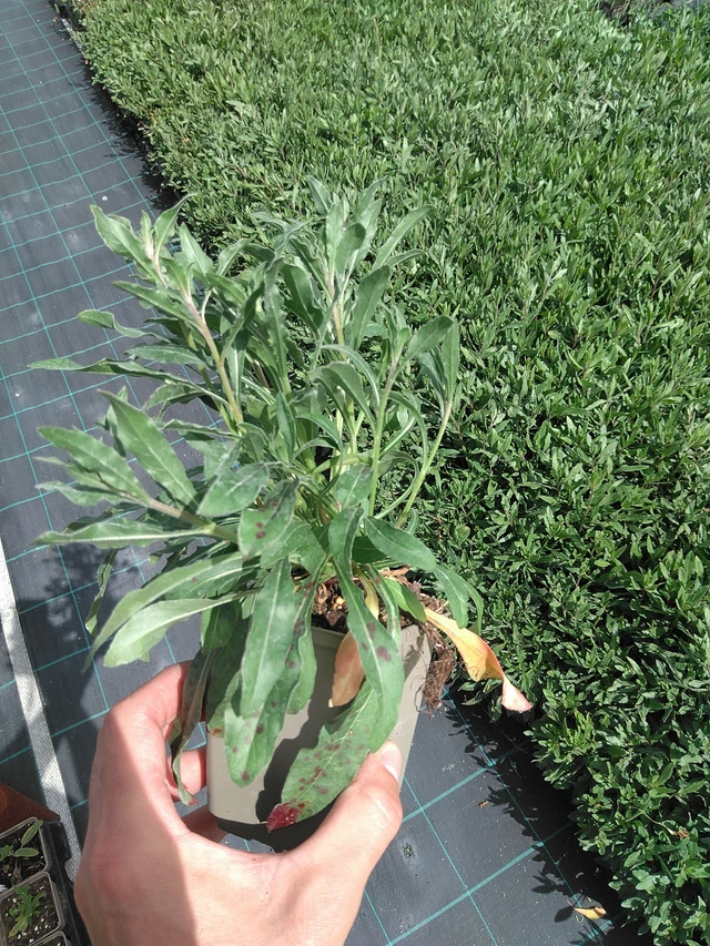 Kesäkynttilä - 24. 6. 2025