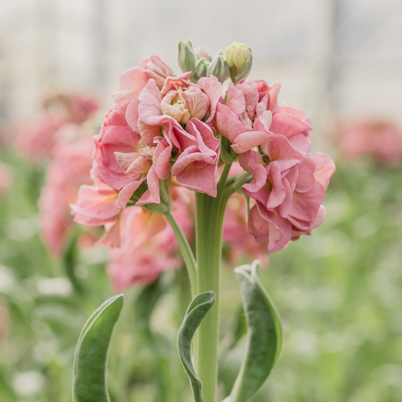 Stock StoX Antique Rose, Loukykvět